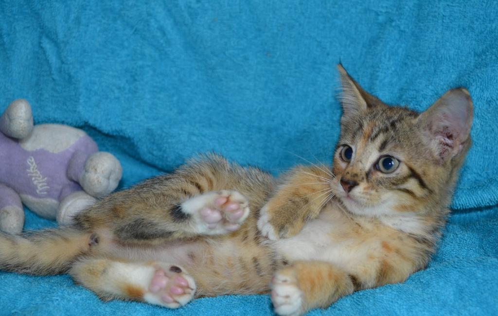 dobroeserdce_k's tweet image. Великолепная тройка котят-малышат ищут добрые, заботливые и ответственные руки ☝️
Все очень шустрые. Кушают всё, возраст ~ 2,5 месяца. Обработаны, лоток 5+, впереди вакцинация.

По всем вопросам звоните 89622651178 Елена, а лучше пишите, в ЛС, viber, whatsapp

#котики #ищудом