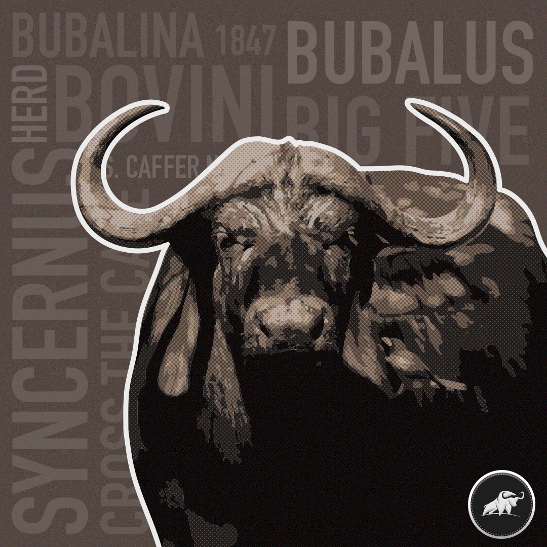 BuffaloCricket's tweet photo. A little bit more about @BuffaloCricket: 

Why: A brand every cricketer can relate to.

Ethos: To provide top-quality gear at affordable prices. We're cricketers and wouldn't pay more than what we charge, so why should you?

Long-term aim: To help wildlife conservation in Africa. https://t.co/9ieg6oEYn6