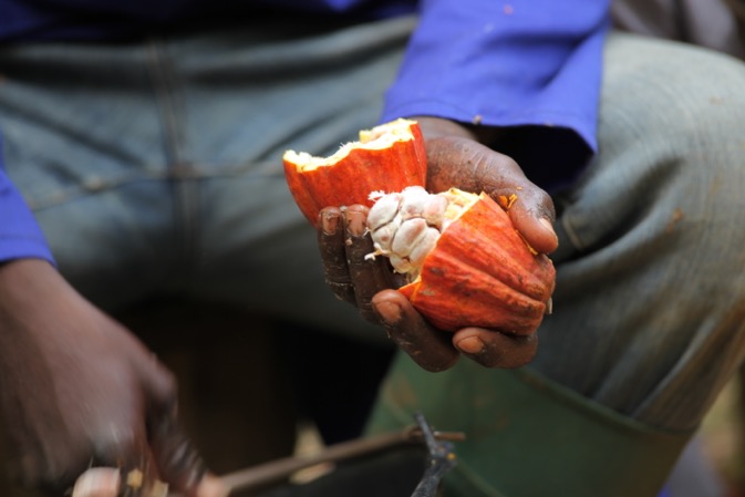 CommodAfrica's tweet photo. En #cotedivoire, la nouvelle #campagne #cacao démarre très fort. Les #arrivages de #fèves aux ports d'#Abidjan et de #SanPedro ont augmenté de 38% entre les 12 et 18 octobre et de 1,4% depuis le début de campagne, le 1er octobre.
https://t.co/RJl6WvSxCe https://t.co/WVjXPfkMFY