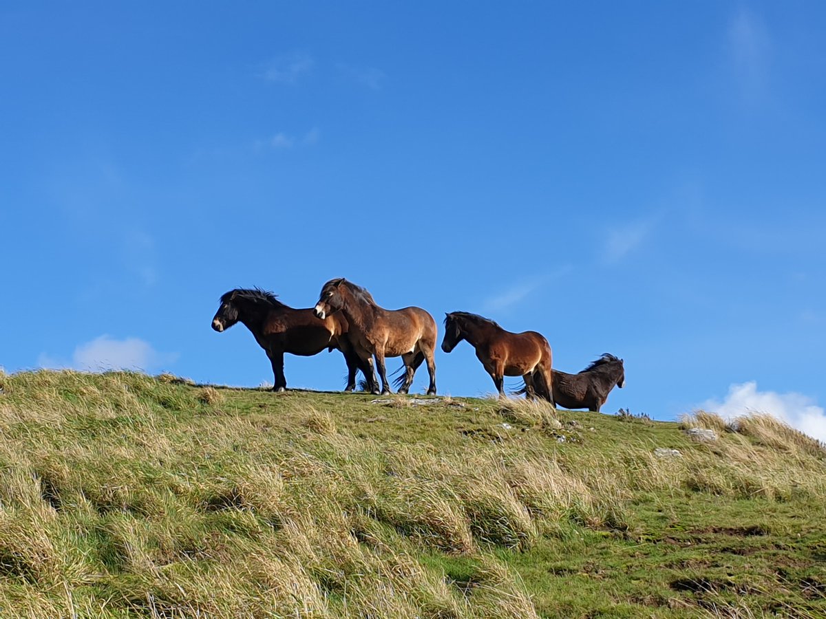 and did I mention the semi feral Exmoor ponies on the hill? You can make me go faster by telling me there's ponies up ahead ;)