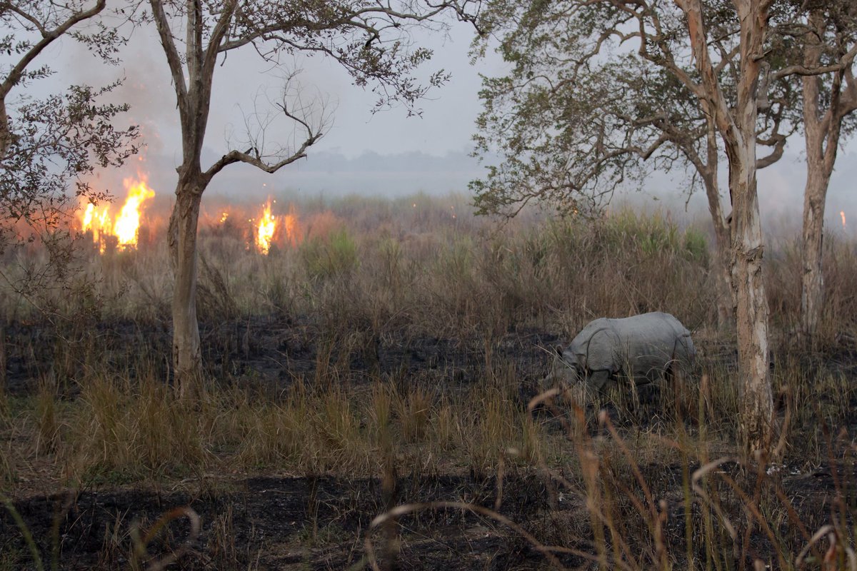 hemajitphukon's tweet photo. "Life &amp; Sustainability of One Horned Rhino 🦏 at Kaziranga 🗺️ is always a untold🍃 &amp; untouched🍂 story... Better not to share with the Genius".

Pic: @ParthHazarika
🌱☘️🍀🌿🍃🍂🌎
#OneHornedRhino #Rhino 
#Kaziranga #Assam #India  #Nature #Biodiversity 
@IPBES @EmergencyNature https://t.co/TQi9DCoiYL