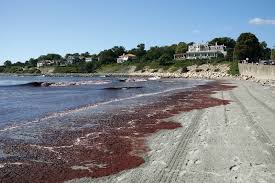 #FredsFailure and his 'people' keep talking about a Red Wave You know what a Red Wave (Tide) is? It's toxic algae which KILLS everything it touches Sound familiar ? #VoteBidenHarris2020 #BlueWaveIsComing #WeAreFresh #FreshCares