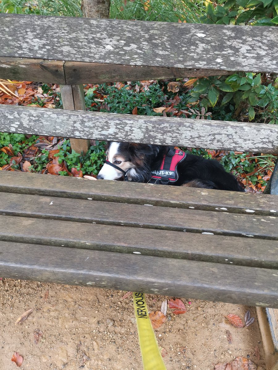 CandyBench's tweet image. Candy under the bench at  @CotsWildTweets. V dog friendly. #bordercollie #DogsofTwittter