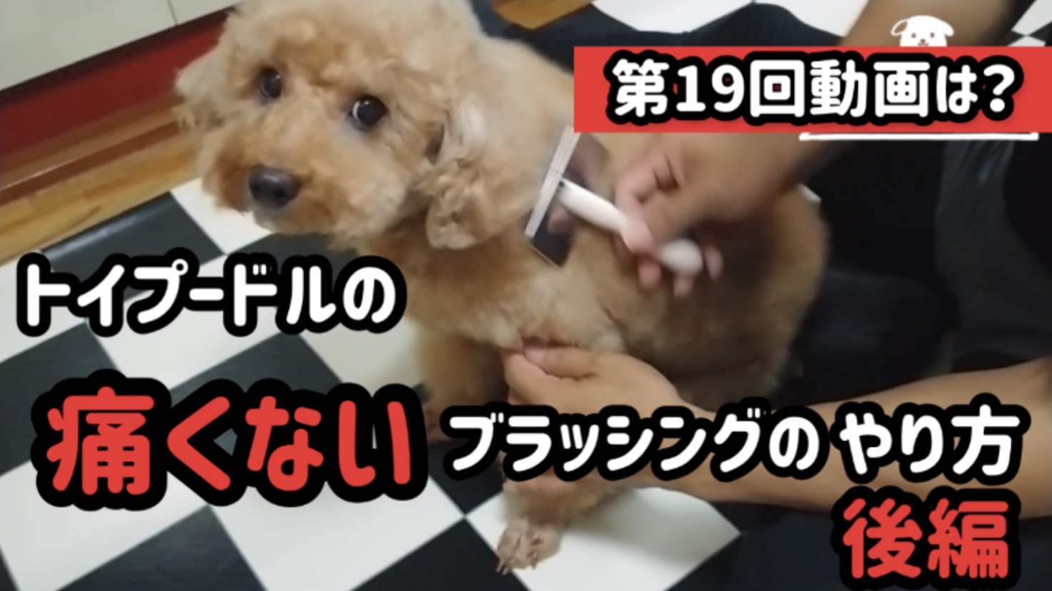 トイプードルのアルドくん 第19回目の動画は トイプードルの痛くないブラッシングのやり方の後編です ブラッシングのコツを教えます よろしくお願いします トイプードル 犬 かわいい 癒し Dog Cutedog Toypoodle Cute 犬好きさんと繋がり