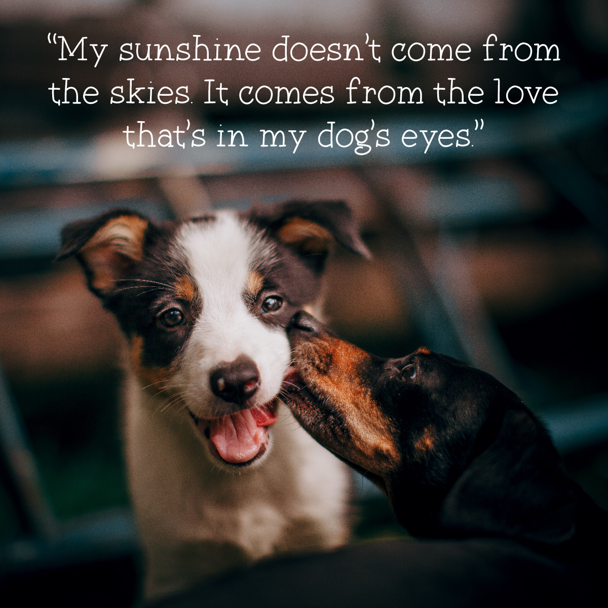 sammy snacks ancestry dog food