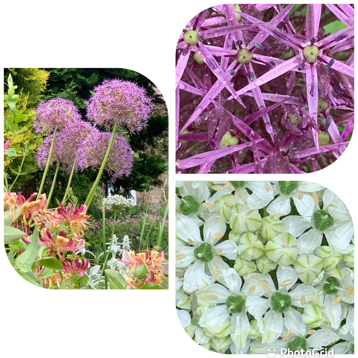 #fowersonfriday Alliums doing their thing come rain or shine.