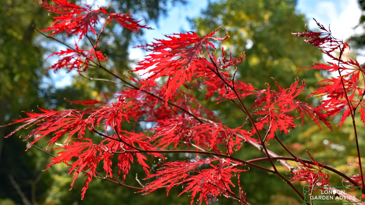 ldngardenadvice's tweet photo. Autumn is the time for fiery colours. And few trees better at it than acers. This Acer palmatum from the gardens in Hever Castle was glistening under the autumn sun. #acerpalmatum #redleaves #autumn #autumncolours #fall #deciduoustree #gardening #gardenphotography #gardenplants https://t.co/TSiPvbI35h