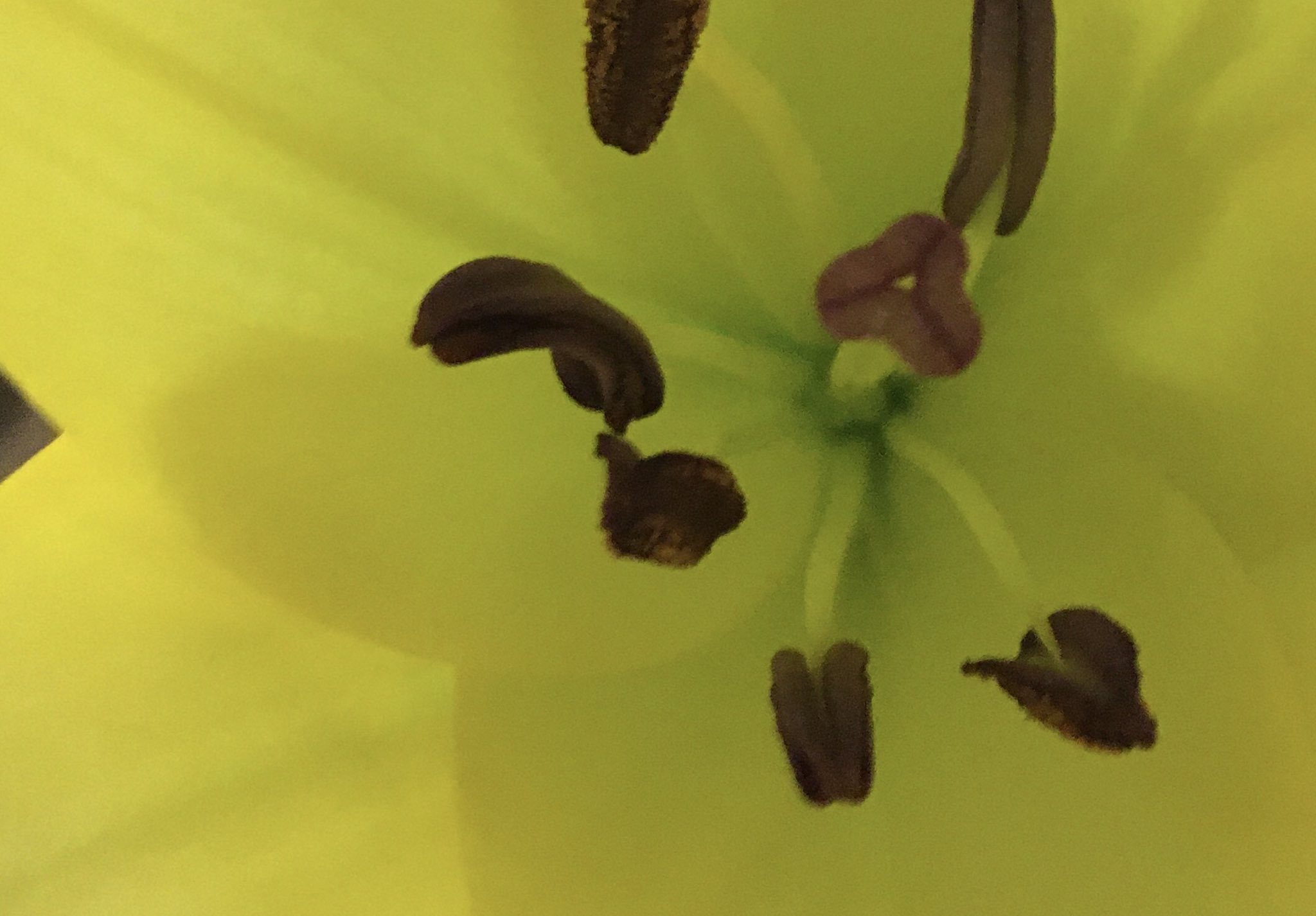 花 今日も1日お疲れ様でした ユリの花粉取るの忘れたっ 白いトレーナーがっ 水をつけちゃダメって聞いたような聞いてないような 生けてみた ユリの花粉 服についたユリの花粉の落とし方 T Co Z2occmkjuy Twitter