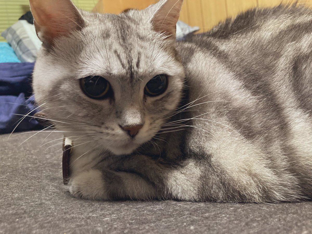 shinnosuke_0621's tweet photo. #無言猫
#居座るかw
#しょうがねぇぜまったく
#tosearch
#ぶんじ
#明日忙しいから俺もう寝る https://t.co/PCq8utirkH