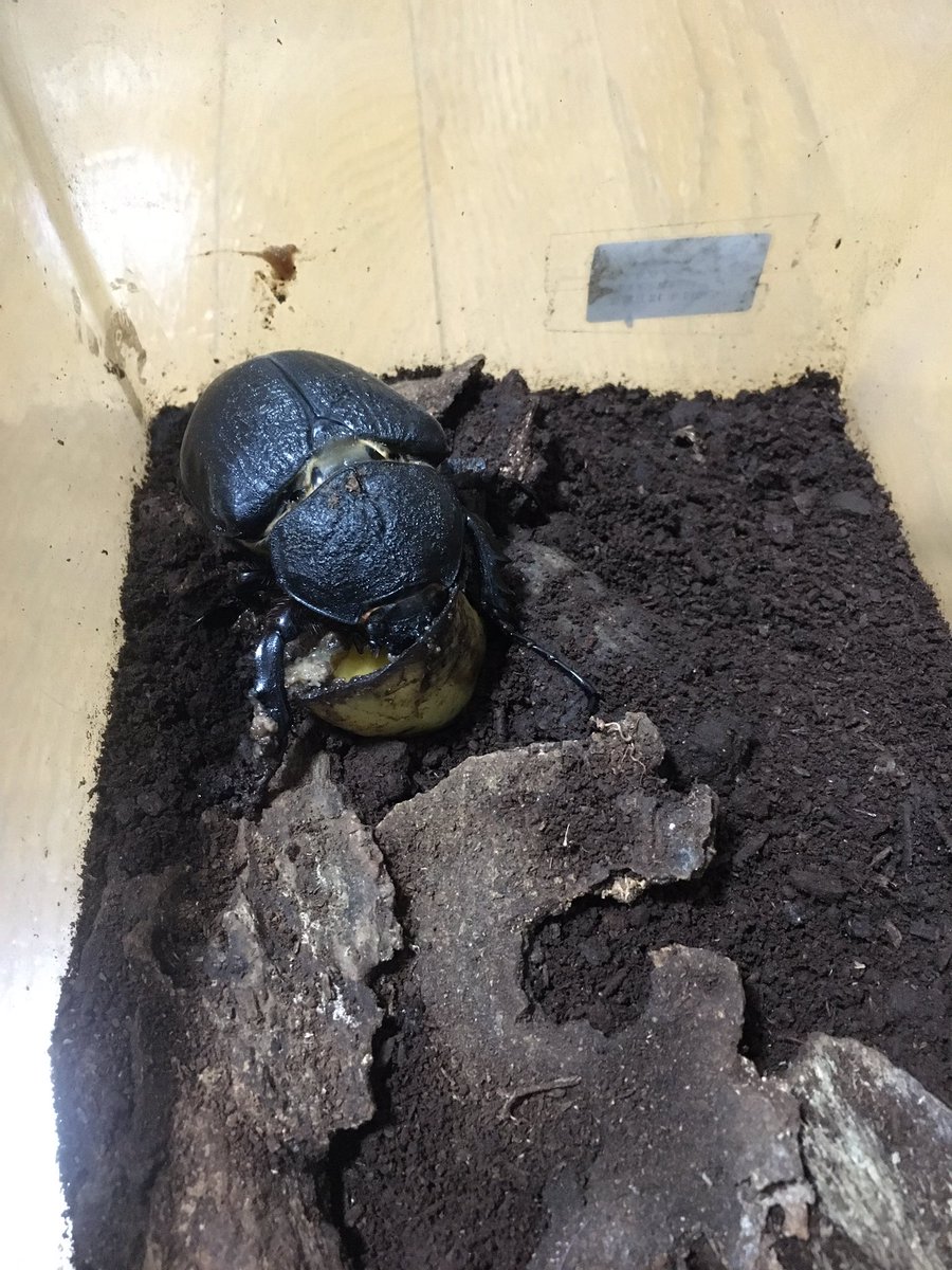 アクタエオンゾウカブト