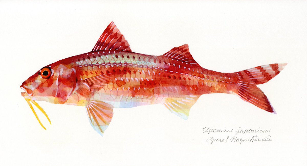 長嶋祐成 ヒメジ ロウソクチビキ キビレキントキ ハリダシエビス