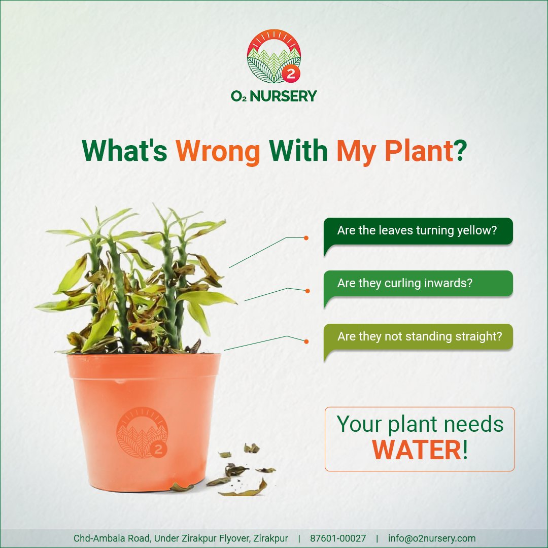 O2Nursery's tweet photo. Your plants slow and steadily show signs of being unwell. Observe your plant and don't forget to water them as per their requirements.
π Visit us: Chd-Ambala Road, Under Zirakpur Flyover, Zirakpur or
π call us at 87601-00027
#O2Nursery #IndoorPlants #Gardening #HanginPlants https://t.co/rDjpKtSyJP