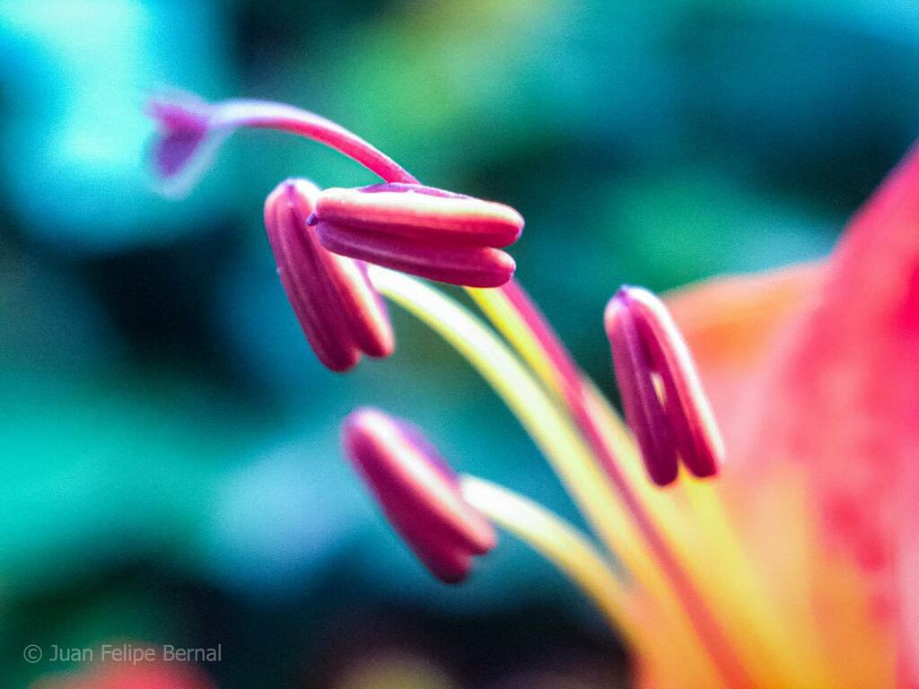 Color
.
.
.
.
.
.
.
#color #macrofotografia #flor #naturaleza #planetazul #vida #serenidad #rojo #verde #bellezanatural #natural #shotoniphone #shotonmomentmacro #colombia