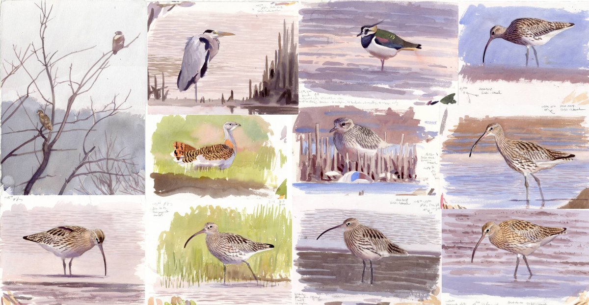 I'm offering my sketches done during the Global Bird Weekend for sale for 60 GBP each. I will donate half of this money to funding the fight against illegal bird trafficking! The Curlew in the lower right corner and the bustard are already sold. #globalbirdweekend #globalbirding