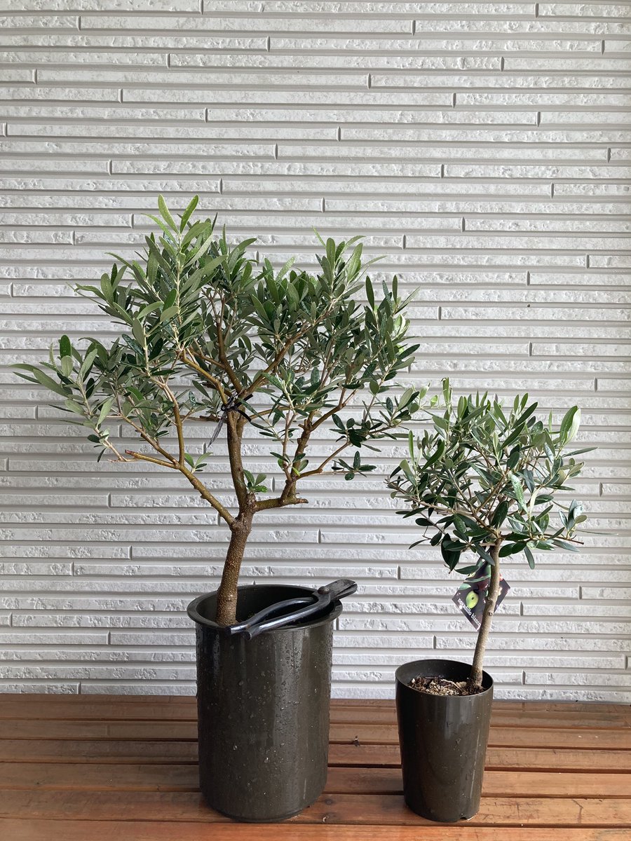 Olivecent オリーブ5号です 枝分かれも綺麗な樹形です Soujuオリーブ最安値 オリーブ オリーブオイル 創 樹 Souju 올리브 ガーデニング 観葉植物 Olivecent 庭木 ステイホーム 植物 大人の趣味 Olivecent オリーブ5号です 枝分かれも綺麗な樹形です Soujuオリーブ最安値 オリーブ オリーブオイル 創 樹 Souju 올리브 ガーデニング 観葉植物 Olivecent 庭木 ステイホーム 植物 大人の趣味