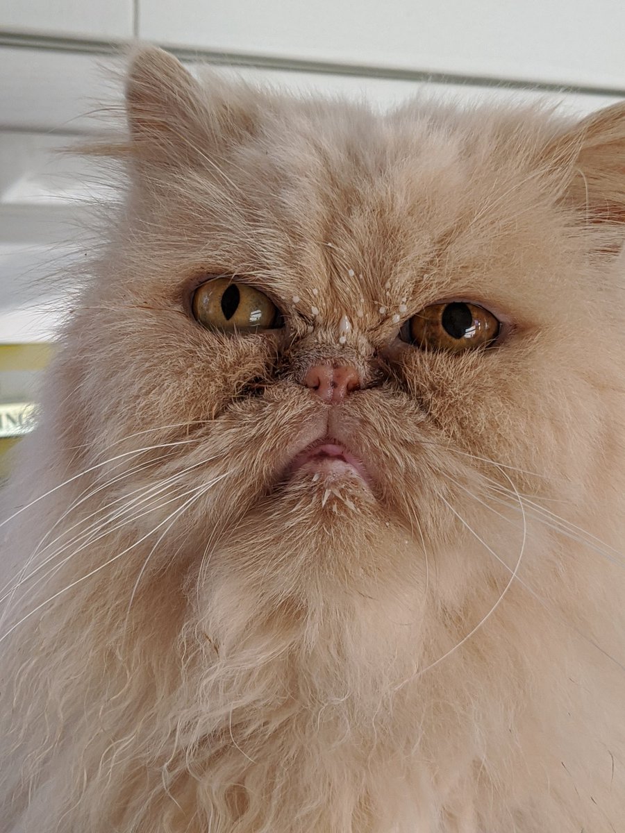 TofuandChip's tweet photo. The human will never know I sneaked some milk from her cereal bowl when she left it unattended... 

Also, send me love because I have a vet appointment for my eye changing colour. Hopefully just age related 🤞 https://t.co/HskABoLu90