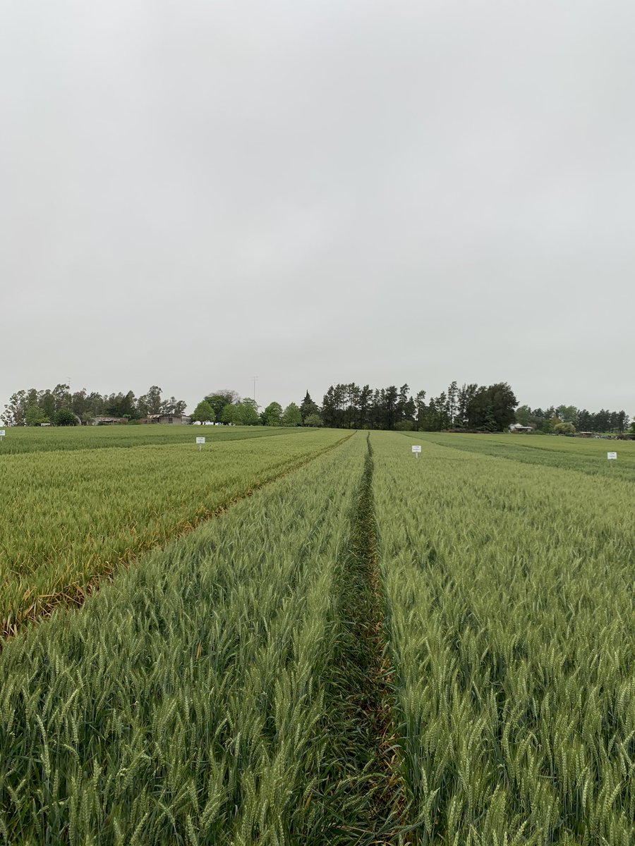 BebeMorales1's tweet photo. Los esperamos a partir de las 8 am para compartir nuestras novedades en trigo en el campo demostrativo de @aad_dolores!!! @macro_seed @INTAMsJuarez @intaargentina https://t.co/uUOs16QR7D