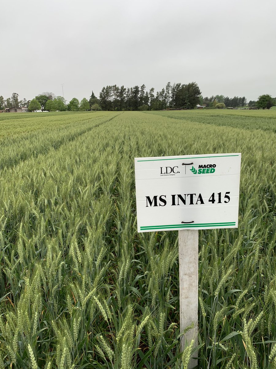 BebeMorales1's tweet photo. Los esperamos a partir de las 8 am para compartir nuestras novedades en trigo en el campo demostrativo de @aad_dolores!!! @macro_seed @INTAMsJuarez @intaargentina https://t.co/uUOs16QR7D