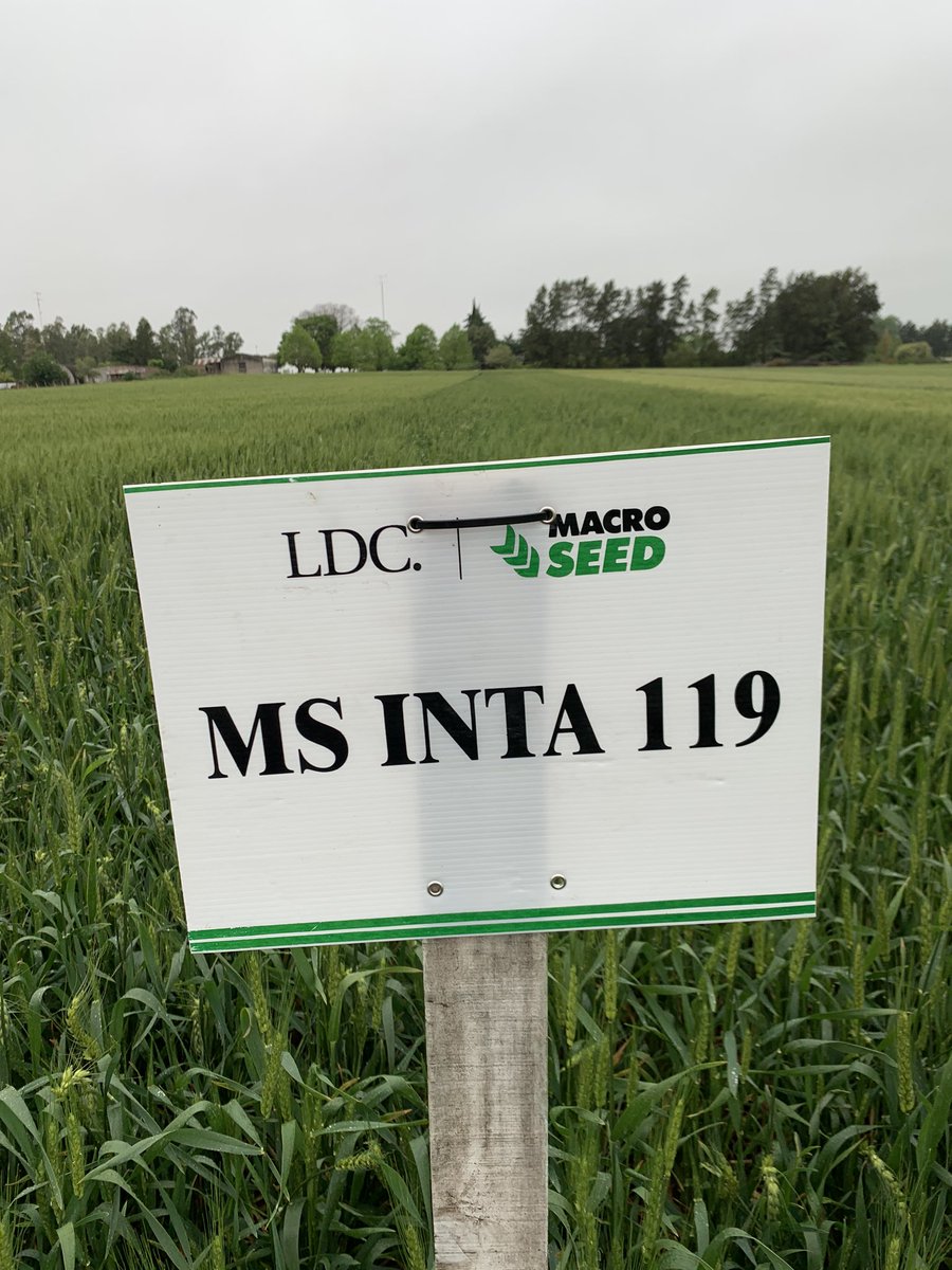 BebeMorales1's tweet photo. Los esperamos a partir de las 8 am para compartir nuestras novedades en trigo en el campo demostrativo de @aad_dolores!!! @macro_seed @INTAMsJuarez @intaargentina https://t.co/uUOs16QR7D