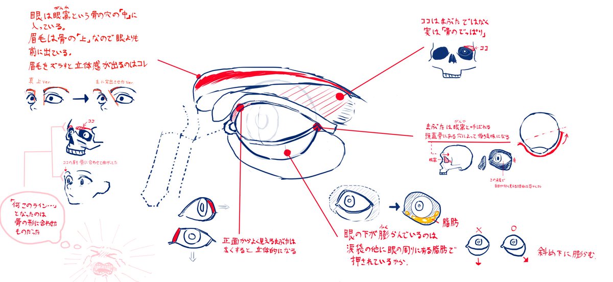 チンパンジーなりに目の勉強をしました 