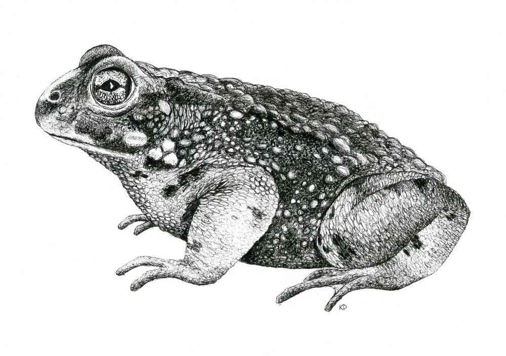 Love wildlife? Then you'll appreciate the work of Illustrator Kate Diamond katediamond.org  who'll be selling her lovely cards, clothing, prints and bags, printed  on organic textiles and recycled paper using environmentally friendly inks. This Sun 25th. <a href="/HornimanMuseum/">Horniman Museum and Gardens</a>