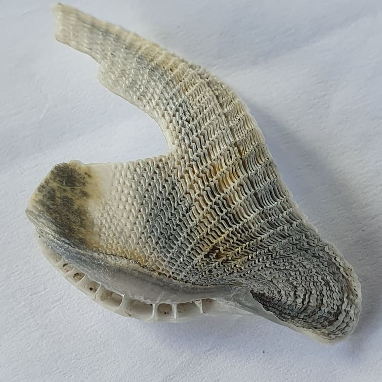 cormac_mcginley's tweet photo. A piece of what I think is a "Common Piddock" shell. These bivalves uses the ridges (also called teeth) on their shells to bore holes in soft rock types. They then spend their lives in this burrow filter feeding from the entrance.
#wildatlanticway #walkingtours #piddock https://t.co/55z0zETLM0