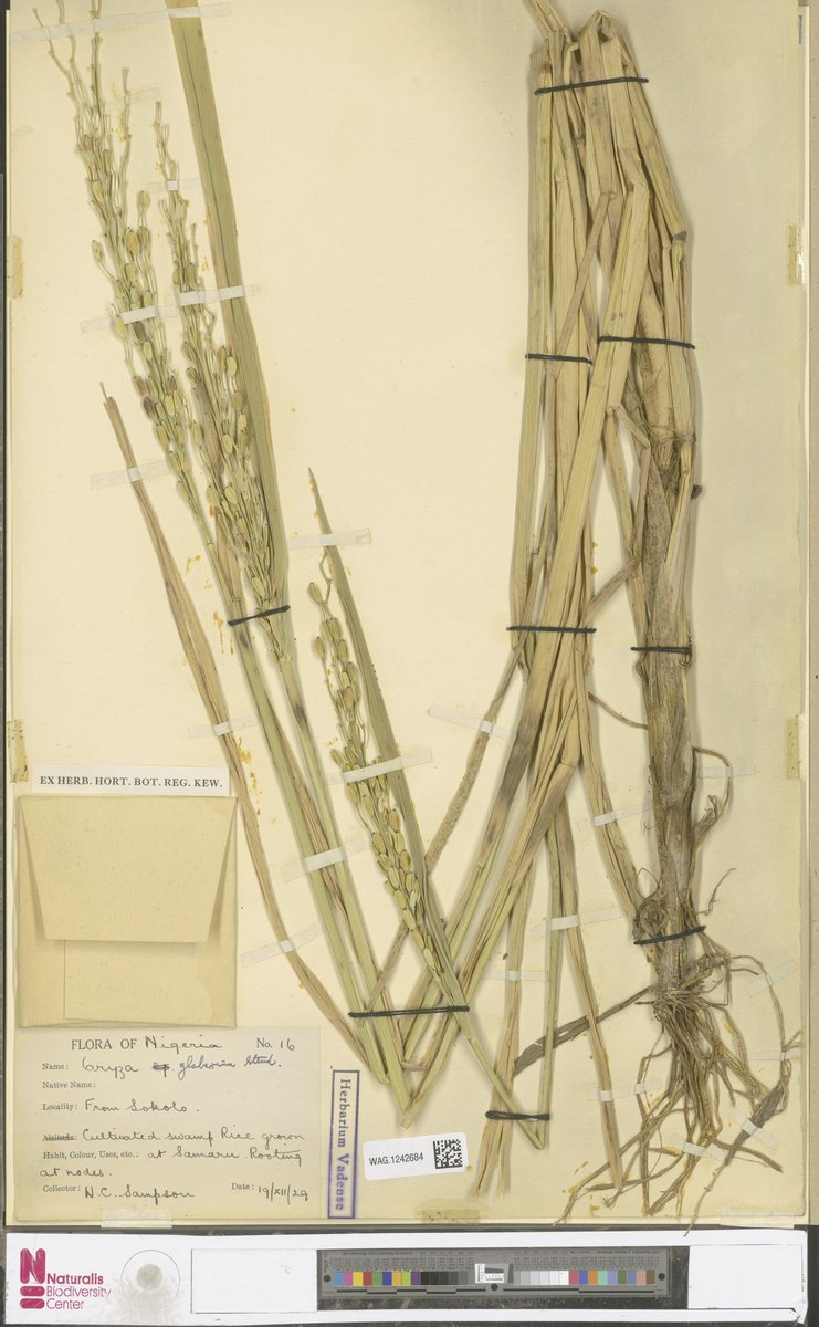 There is less doubt about the role of the Portuguese in the introduction, in the 16th century, of Asian  #rice (Oryza sativa L.) on the Atlantic coast of Africa, where there was already significant production of another species, Oryza glaberrima Steud (Photo:  @Europeanaeu )