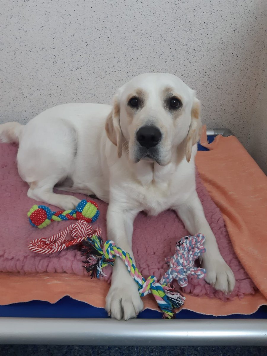 irishguidedogs's tweet photo. Our Assistance Dogs in training Toto, Zorro, Zylan and Rita are very appreciative of the extra motivation to roll out of their cosy beds on the frosty mornings thanks to tasty treats and toys from Amber Hall.

You can donate too > https://t.co/QXQNJA2Qhc #ChangingLives. https://t.co/ngtgzEnKl7