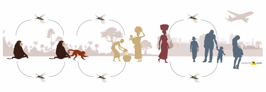 Mosquito_Alert's tweet image. Sabemos que el #mosquitotigre se siente atraído por los humanos. Padecemos sus picadas, pero, ¿por qué otros animales se siente atraído? 

¿A quién pica el mosquito tigre? ¿Puede actuar como puente transmitiendo #patógenos entre especies? 

👇👇
ow.ly/3R8p50AoIH9