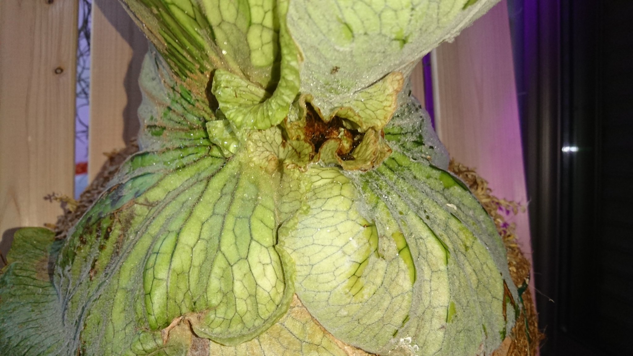 こもらべ ビカクシダグランデ 見えにくいけど成長点から新たな葉が出てます T Co Mrk70tlqmp Twitter こもらべ ビカクシダグランデ 見えにくいけど成長点から新たな葉が出てます T Co Mrk70tlqmp Twitter