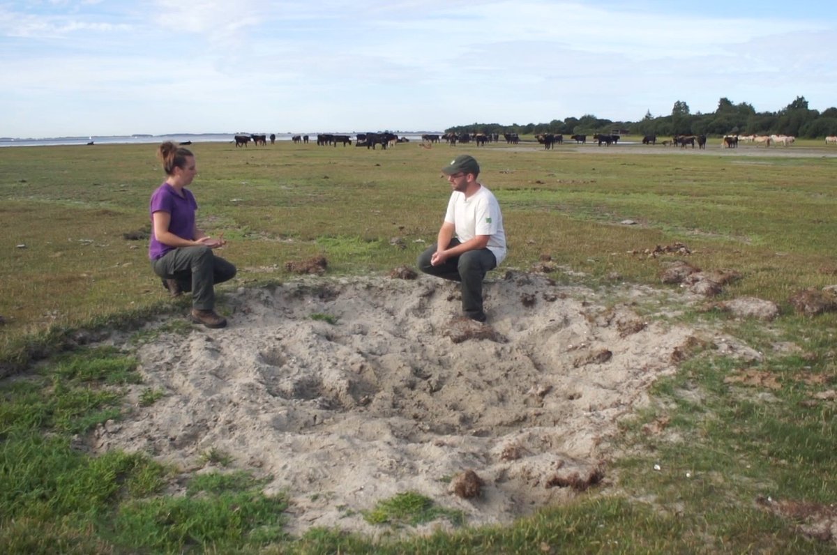 Heel de week zijn er al toffe online excursies te zien voor de #grevelingenweek 
Vandaag is het thema 'begrazing' en vertel ik samen met <a href="/boswachterpiet/">Boswachter Piet</a> over de grote grazers op de Slikken van Flakkee. 
Kijk en luister mee: youtu.be/UveQY2womyE