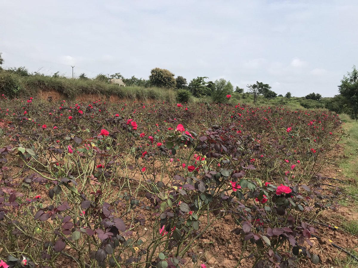 FreshHarvestIND's tweet photo. A fresh harvest of vegetables and fragrant Paneer roses going to customer homes in Bangalore through https://t.co/3IIjU2nH7D. Get all our fresh produce direct to home, weekly, by ordering through their app. https://t.co/sDvNFp07gq