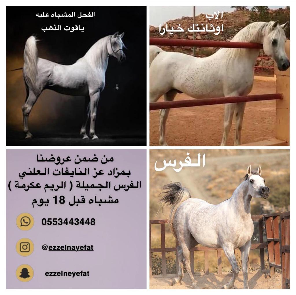 ezzelnayefat's tweet photo. #مربط_عز_النايفات
#مزاد_عز_النايفات https://t.co/lhu32vv1sp