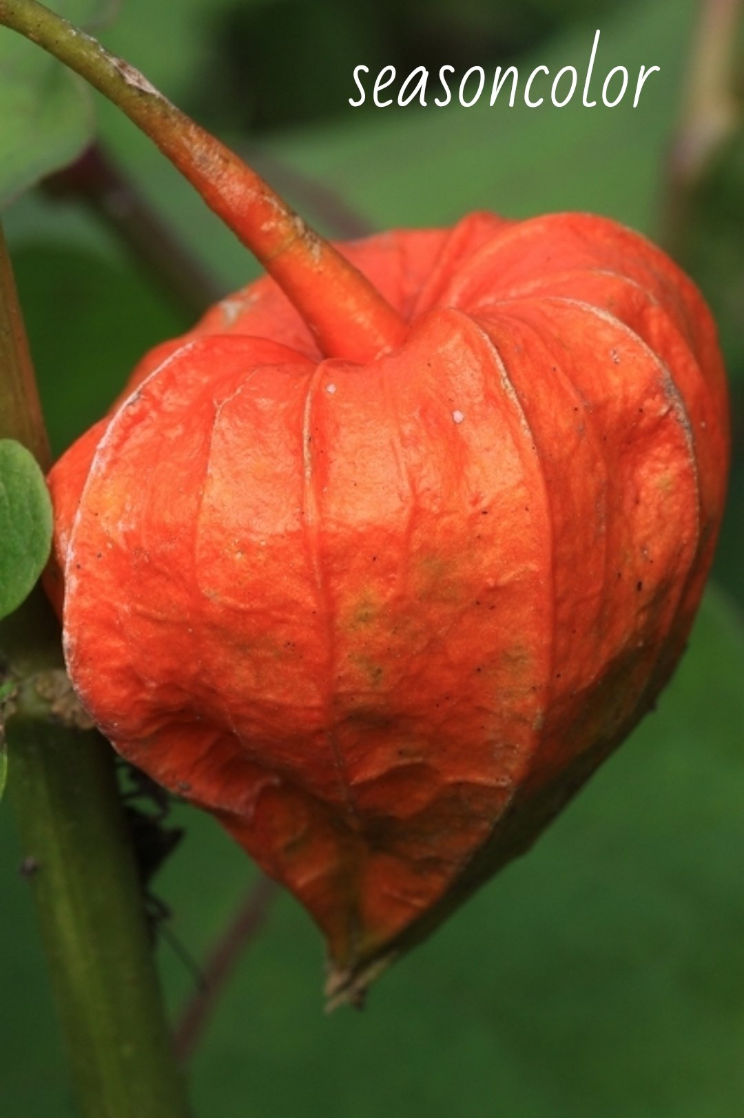 Seasoncolor こんばんは お疲れ様でした 写真はホオズキの実 オレンジの袋状の中に丸い実がある よい金曜日の夜をお過ごし下さい ホオズキ T Co Cgh8qksjfi Twitter