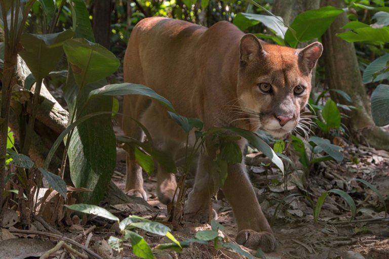 DisasterAnimals's tweet image. Beyond the animals the center houses and cares for, there are thousands of other animals that have found refuge in the sanctuary that are also threatened, burned, and displaced.
Because of the pandemic, the sancutary does not have even half volunteer staff.
#DisasterAnimals