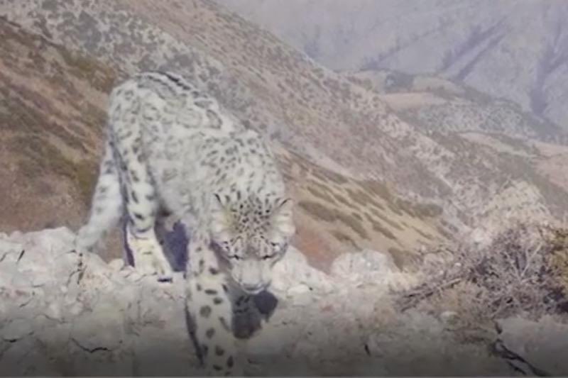 Cool! The red-book snow leopard was caught on the trail camera in October in the mountains of the Aksu-Zhabagly state nature reserve park: inform.kz/en/snow-leopar… #KazakhWildlife #SnowLeopard
