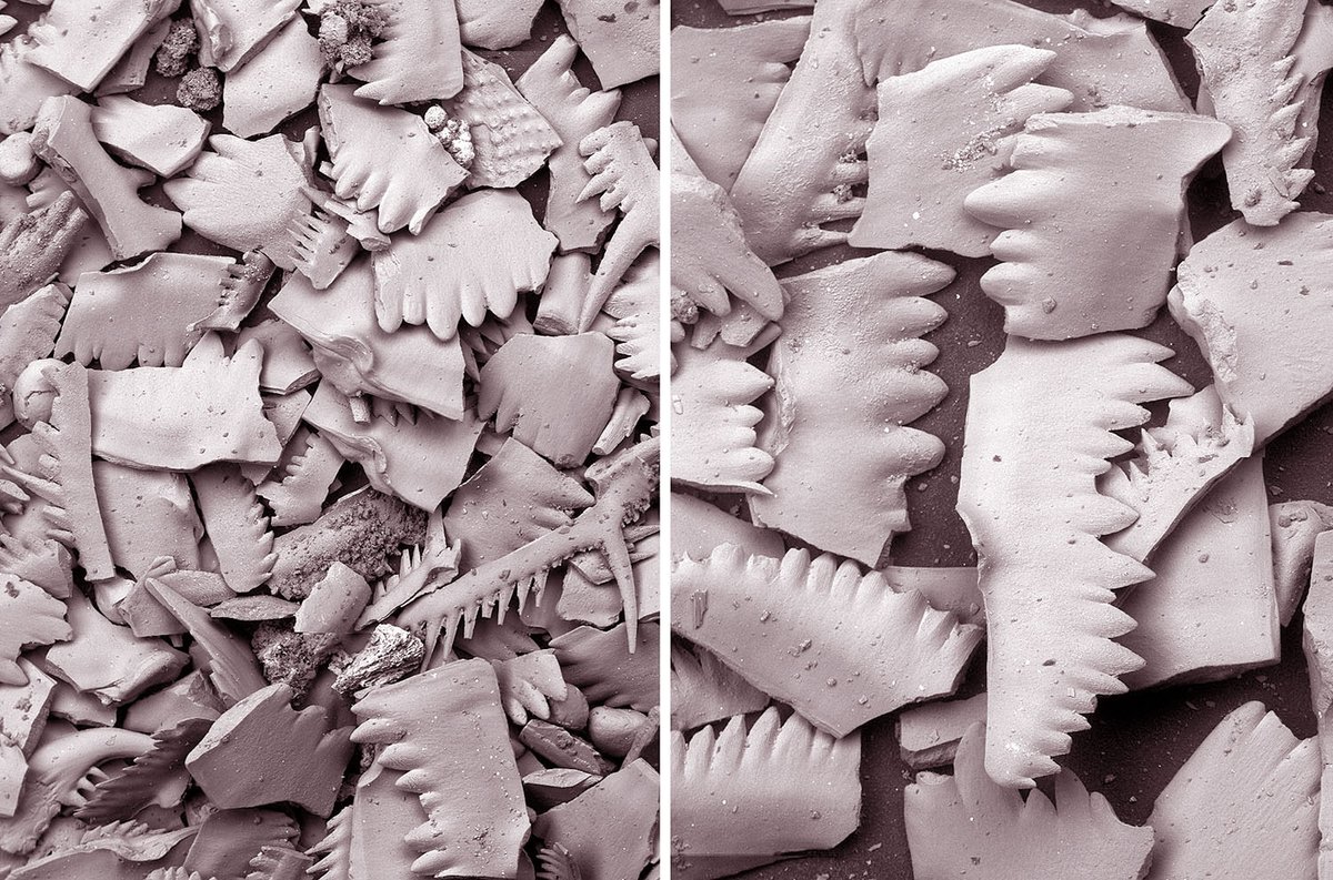 NHM_Bryozoa tweet media