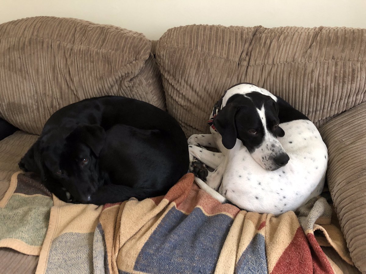 No1EstateBoss's tweet photo. Dorothy &amp; Sybil do not approve of the kitchen temperature #blanketneeded #neshdogs https://t.co/T8nejCZtpc