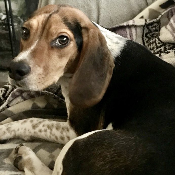 PatrickundCaleb's tweet image. #vtpoli world- a few nights ago a pickup truck pulled into our driveway and our pup went missing. Near both Camparama &amp;amp; Bald Mountain Campground. I’m concerned who has him is an out of state visitor. I’ve called all vets &amp;amp; shelter in Windham every day, please help spread the word