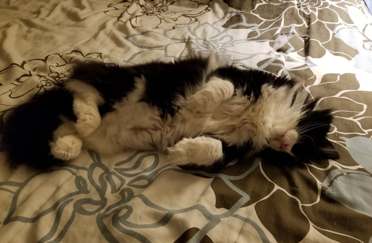 RuckusAmungus's tweet photo. 😻Shhhh! Please Do Not Disturb! The Queen of Floof Critter &amp; Her Jellybelly are Resting 😹
😸Happy #JellyBellyFriday 😸🐾
#flooflylicious #DIVA #TheFurrRealStruggle #CatsOfTwitter #friyay #FridayMotivation #FridayThoughts #FridayMorning #FridayFeeling #fridaymood #fridayvibes https://t.co/w6vuQ0QB1g