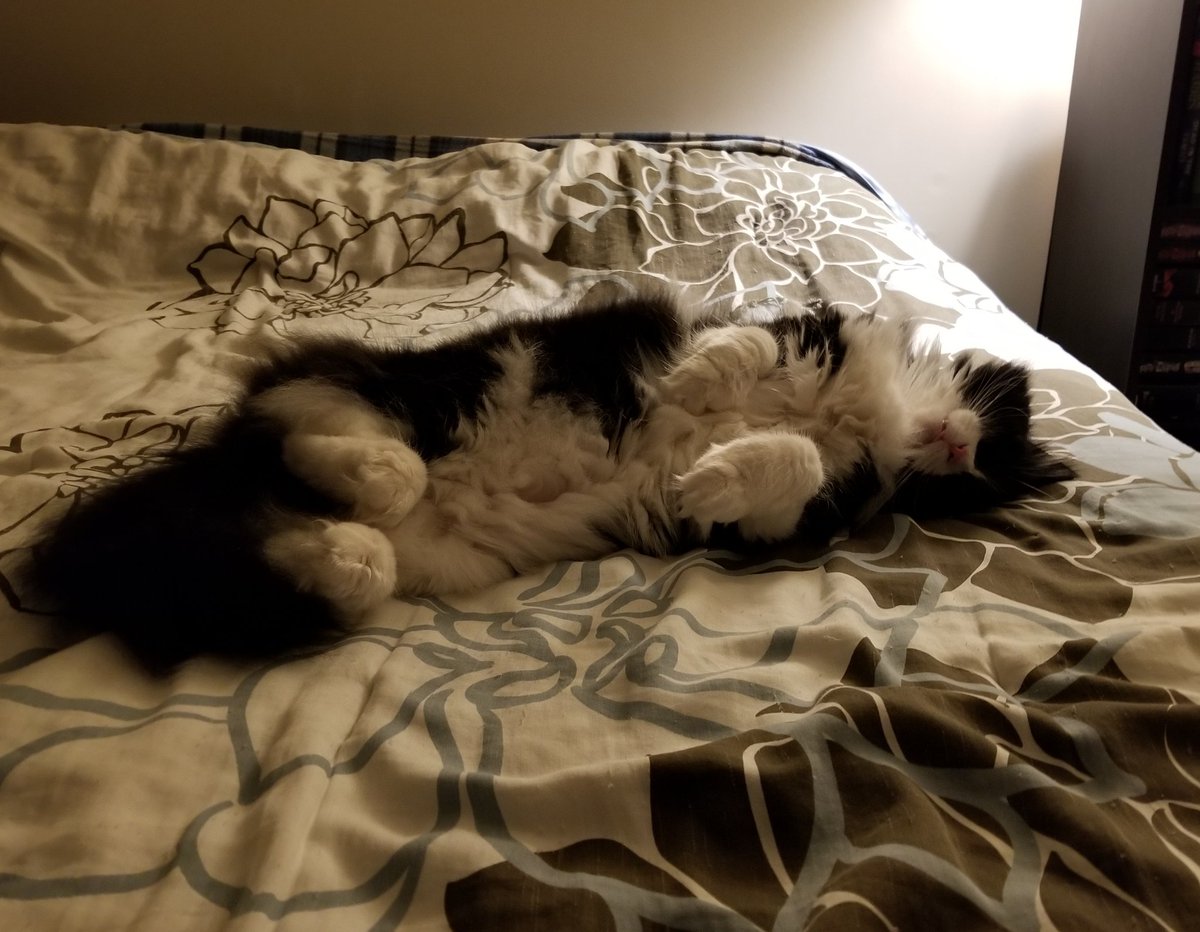 RuckusAmungus's tweet photo. 😻Shhhh! Please Do Not Disturb! The Queen of Floof Critter &amp; Her Jellybelly are Resting 😹
😸Happy #JellyBellyFriday 😸🐾
#flooflylicious #DIVA #TheFurrRealStruggle #CatsOfTwitter #friyay #FridayMotivation #FridayThoughts #FridayMorning #FridayFeeling #fridaymood #fridayvibes https://t.co/w6vuQ0QB1g