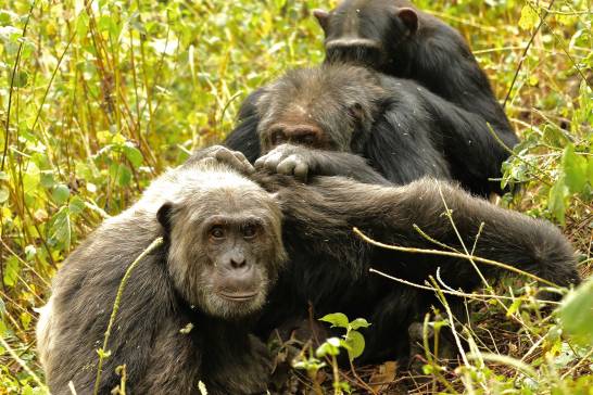 Los chimpancés mantienen pocos pero buenos amigos cuando envejecen, como los humanos 🐒 ow.ly/Phid50C0sDT via <a href="/agencia_sinc/">SINC</a> #Zoología #Primatología  #Etología