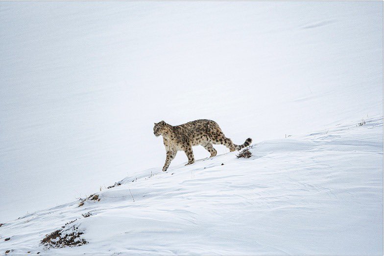 deespeak's tweet photo. #SnowLeopards are the thermometers of #ClimateChange.  Panthera uncia serves as an icon for preservation and progress, and our commitment to achieving the #SDGs for the benefit people and the planet. 🌏🐆 @snowleopards #WildForLife #ForPeopleForPlanet 

📸by: 
@ismails https://t.co/xGFXYeiYmX
