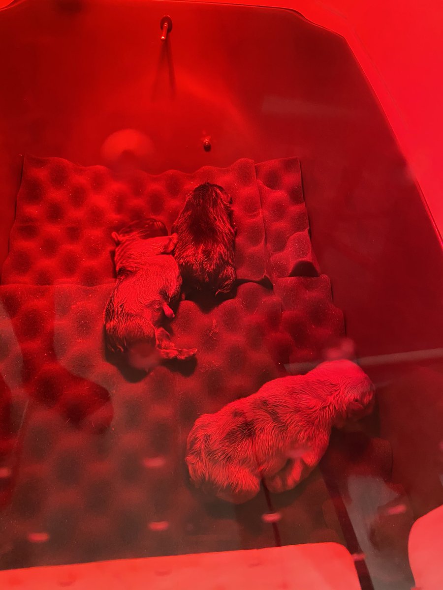 tommy_wolfepack's tweet photo. And we have puppies !!!!!!!!! #bluemerlefrenchies https://t.co/DDuobzh3hG
