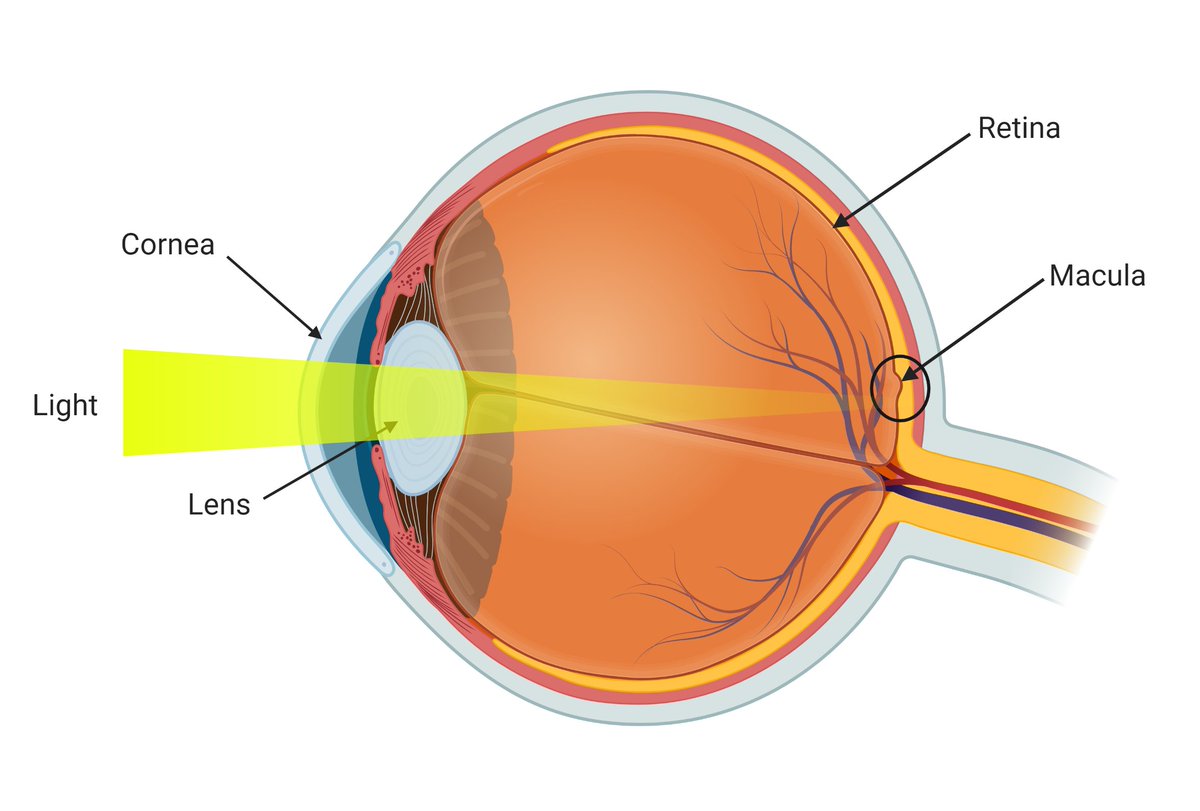 AlyneGTeixeira's tweet photo. The macula is a small central area of the retina responsible for focusing central vision in the eye, and it controls our ability to recognize faces, colors, and see objects in fine detail. (1/4) https://t.co/H5ou4Ack2z