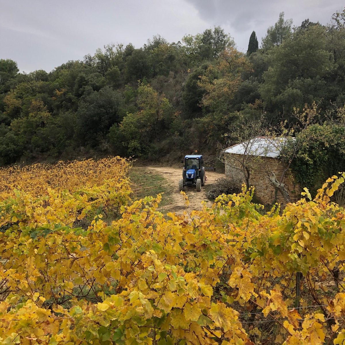 jbernatas's tweet photo. Aujourd’hui, on sème. Test d’enherbement sur notre chenin. #domainebernatas #limoux #chenin #fandechenin #lapetitecordillere #languedocwines #vin #wine #winelovers #winesofnature #vinsnaturels #vinsnatures #vinsvivants #nature #organicwine #vino #vini #biodynamie #vinsdevignerons https://t.co/JwJxt9vCXU