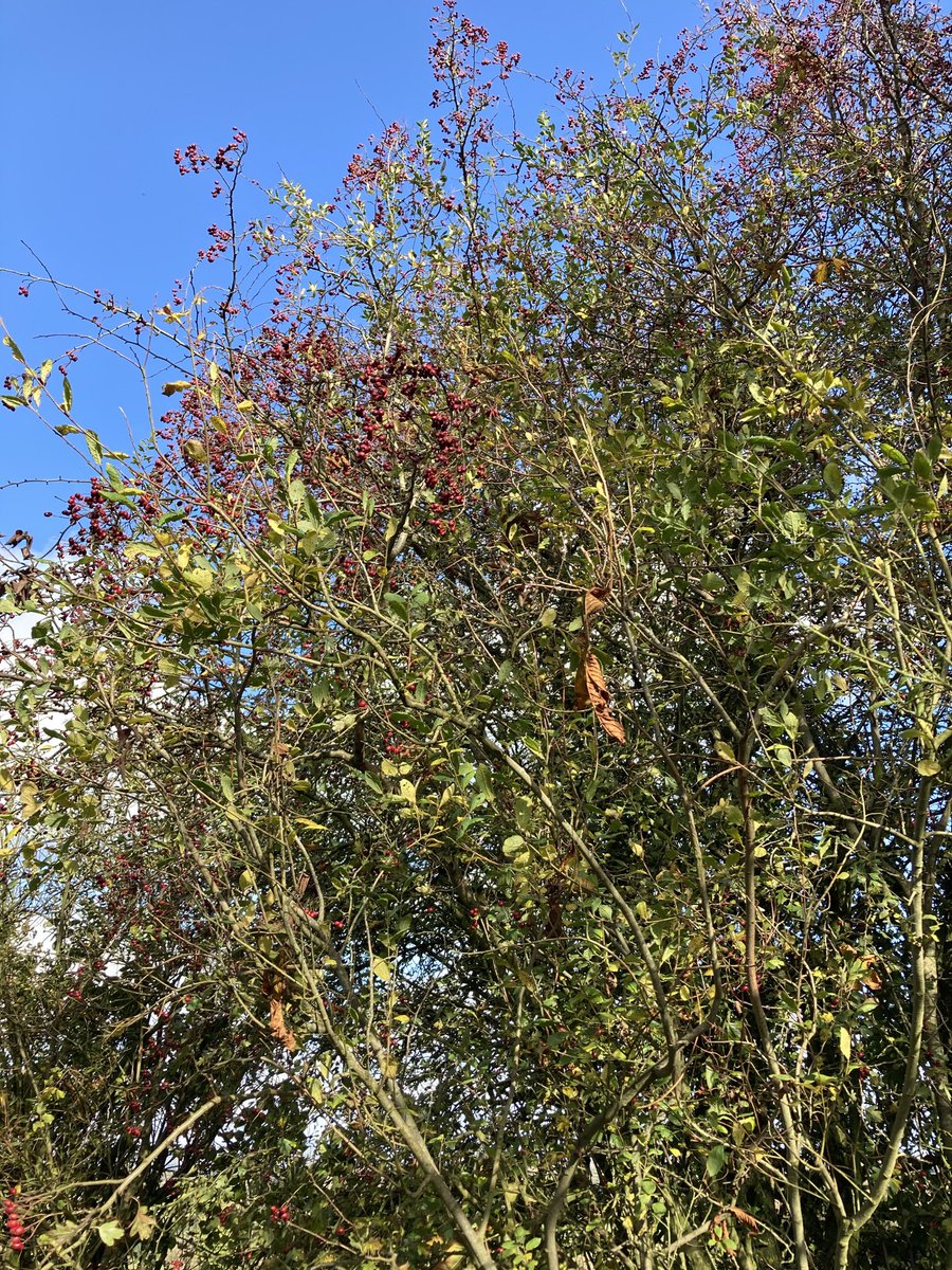 CatharineHoey's tweet photo. Lots of berries. Sign of a bad winter ? https://t.co/xhJOcbkPwR