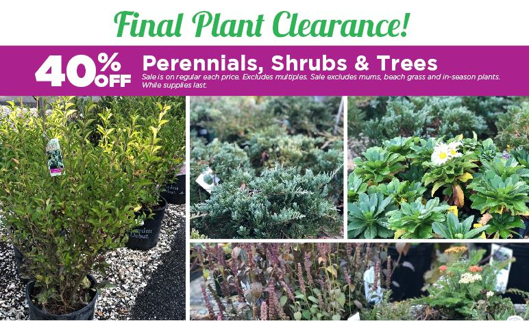 CapeCodAgway's tweet photo. Take advantage of this incredible sale on perennials, trees and shrubs! Visit our Garden Centers to pick up something special for your planters and yards. https://t.co/26TQTnPfip