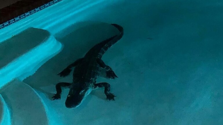 AcqualityPool's tweet photo. Spooky Season  🎃 October Newsletter - https://t.co/MYtim3NdfR 
With Halloween around the corner, we wanted to share some horror stories from the pool tech’s perspective. You will have a hair-raising time. https://t.co/rih59WrS2i
