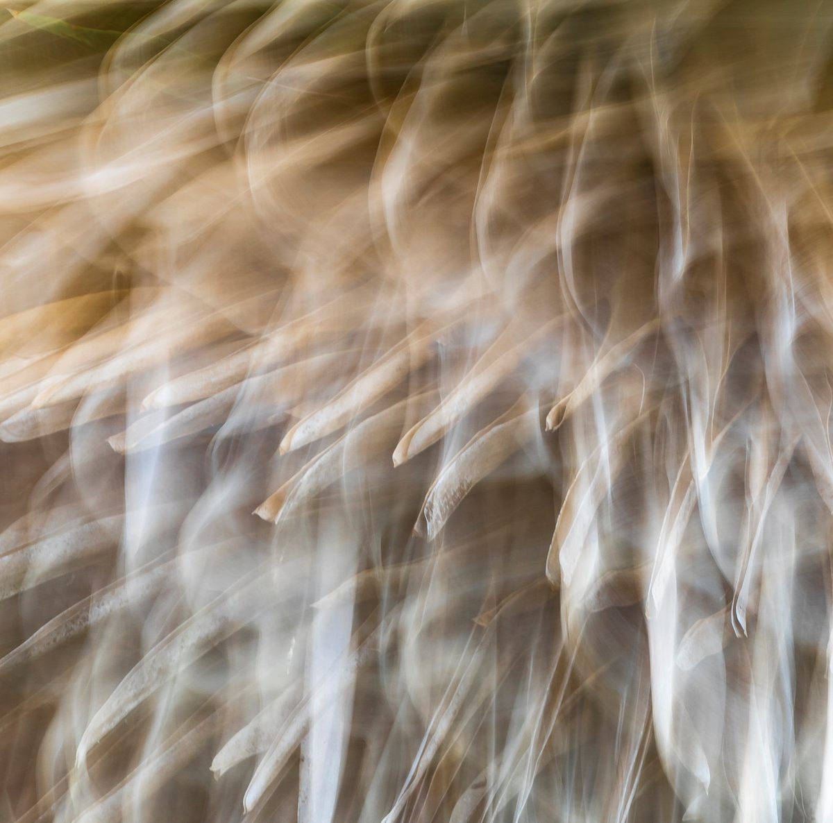 'Visions ( visiones)' by Cilia Rodriguez 

#Embajadoresdelarte #abstractphotography #ICMPhotoMag #ICMPhotographyMagazine #intentionalcameramovement #intentionalblur #ICM #ICMPhotography #abstractICM #abstracted #abstract #abstractphotography #abstractart #artistsontwitter #art